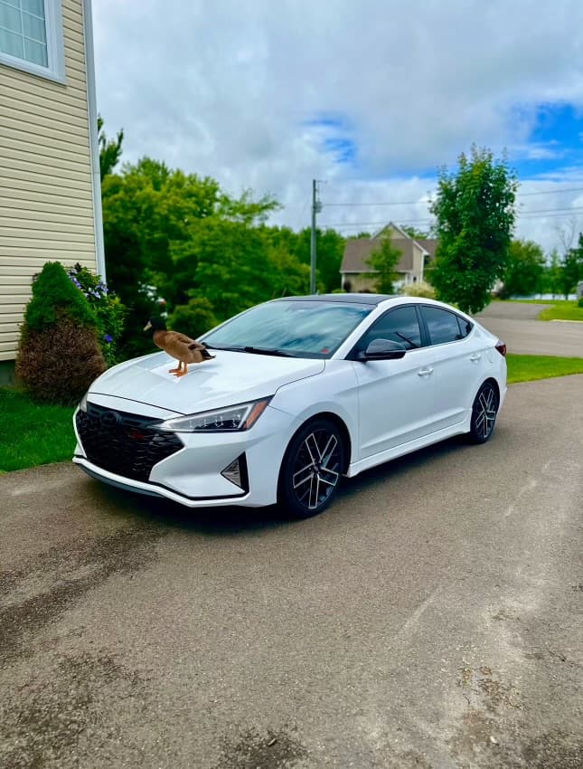 Hyundai Elantra detailed by Shine Mobile Detailing